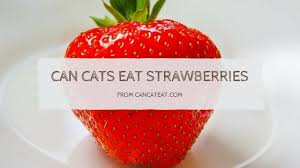 It is the young inquisitive cat or kitten that is most at risk of eating harmful plants, particularly household ones. 16 Freaky Reasons Can Cats Eat Strawberries Could Benefit Your Cat