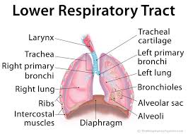 They include the common cold, tonsillitis, sore throat, sinusitis lower respiratory tract infections (lrtis) are usually more serious. Lower Respiratory Tract Anatomy Functions Diagram
