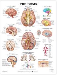 Brain Anatomical Chart 9920