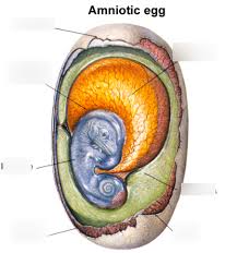 An amniote egg is an egg which has an amniotic sac in which the animal takes place. Amniotic Egg Reptile Diagram Quizlet