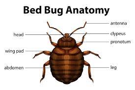 kill bed bugs prevent bug bites