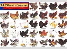 Baby Chicken Breed Identification Chart Bing Images
