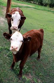 brown cows picture free photograph