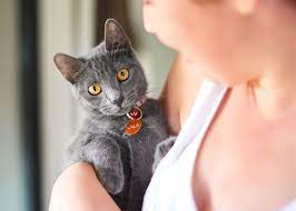 I'm thinking of getting a cat, and i'm wondering how much it costs to keep a healthy happy cat per month? Pet Cremation Services Edenhills Pet Cremation