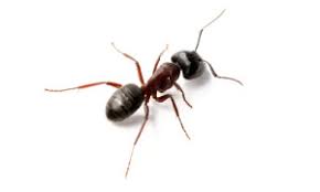 carpenter acrobat ants
