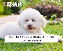 12 best toy poodle rescues in the