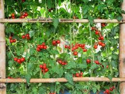 Growing Tomatoes On An Arch How To