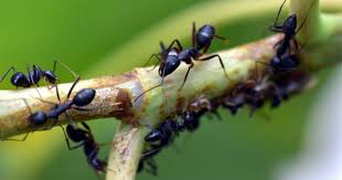 protect your trees from carpenter ants