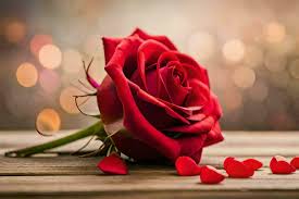 red rose day stock photos images and