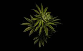 free wallpapers weed wallpaper cave