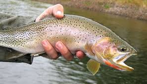 Native Trout Are Returning To Americas Rivers Science