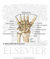 A carpal boss is also known as a bossing. Carpal Bones