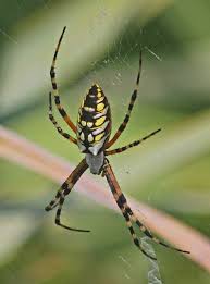 10 yellow and black spiders