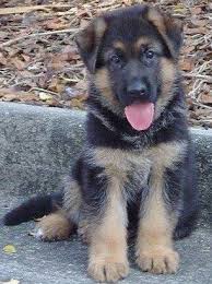 Adopt hooch a black german shepherd dog dog in erie, pa (29734426). German Shepard Puppies Home Facebook