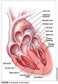 Anatomy Of The Heart Human Anatomy Study Heart Anatomy Anatomy