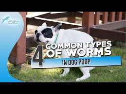 4 common types of worms in dog