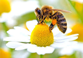Image result for bees