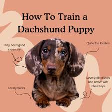 how to train a dachshund puppy zigzag