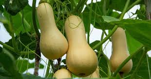 how to plant and grow ernut squash