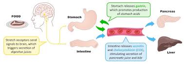 Gastric Secretions Bioninja