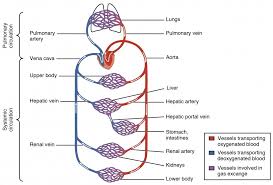 Drains de oxygenated blood from the pelvis and lower limbs. Structure And Function Of Blood Vessels Anatomy And Physiology Ii