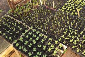 2021 Update New Seedlings And Sowings