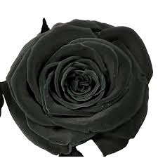 preserved black roses box of 8 a