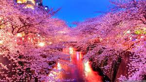 beautiful anese cherry blossom trees