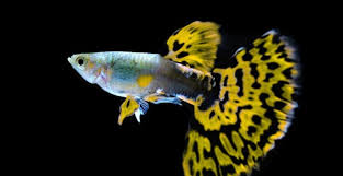 Hasil gambar untuk ikan guppy