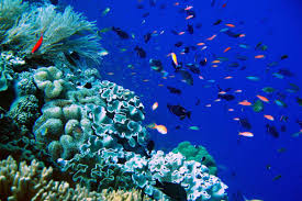 Lalu apakah anda pernah berpikir apa sih manfaat terumbu karang itu? Marine Science And Technology Ilmu Dan Teknologi Kelautan