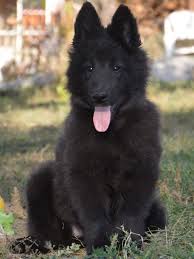 Sorry, there are no croatian sheepdog puppies for sale at this time. Belgian Sheepdog For Sale Belgian Sheepdog Puppies Sheep Dog Puppy Mutt Puppies Belgian Sheepdog