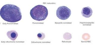 Red Blood Cells Maturation Medical Laboratories