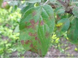 black spots on crabapple leaves