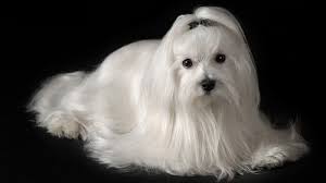 How To Keep A Maltese Dog Coat As White