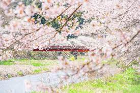 Hanami Picnic Under The Sakura