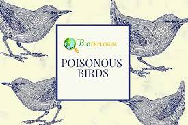 10 top poisonous birds toxic birds