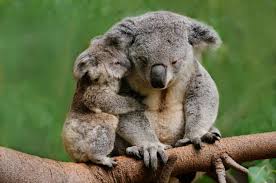 Résultat de recherche d'images pour 'koala'