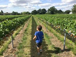 garsons pick your own farm surrey