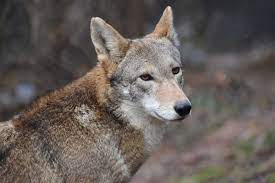 What is the current status of the red wolf population?