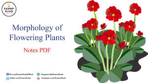 morphology of flowering plants notes