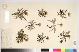 Taraxacum handelii Murr - Portale della Flora d'Italia / Portal to the ...