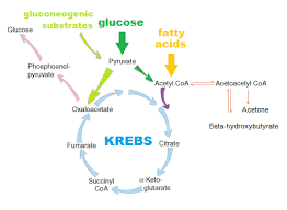 Glycolysis Glycogenesis Glycogenolysis Gluconeogenesis Chart