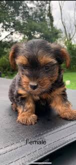 Check spelling or type a new query. Yorkie Puppies For Sale In Pa Lancaster Puppies