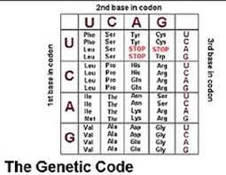 Codon Chart Genetics
