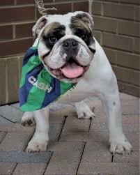 See more of english bulldog puppies akc nc on facebook. Charlotte Nc English Bulldog Meet Cash A Pet For Adoption
