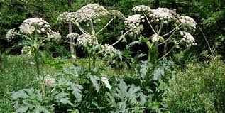 Cornell Cooperative Extension Giant Hogweed