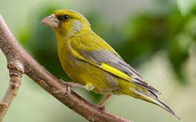 birdsong identification for beginners