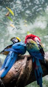 100 parrots wallpapers wallpapers com