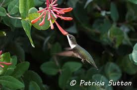 Hummingbirds Pat Sutton S Wildlife Garden