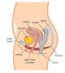 so what are the pelvic floor muscles